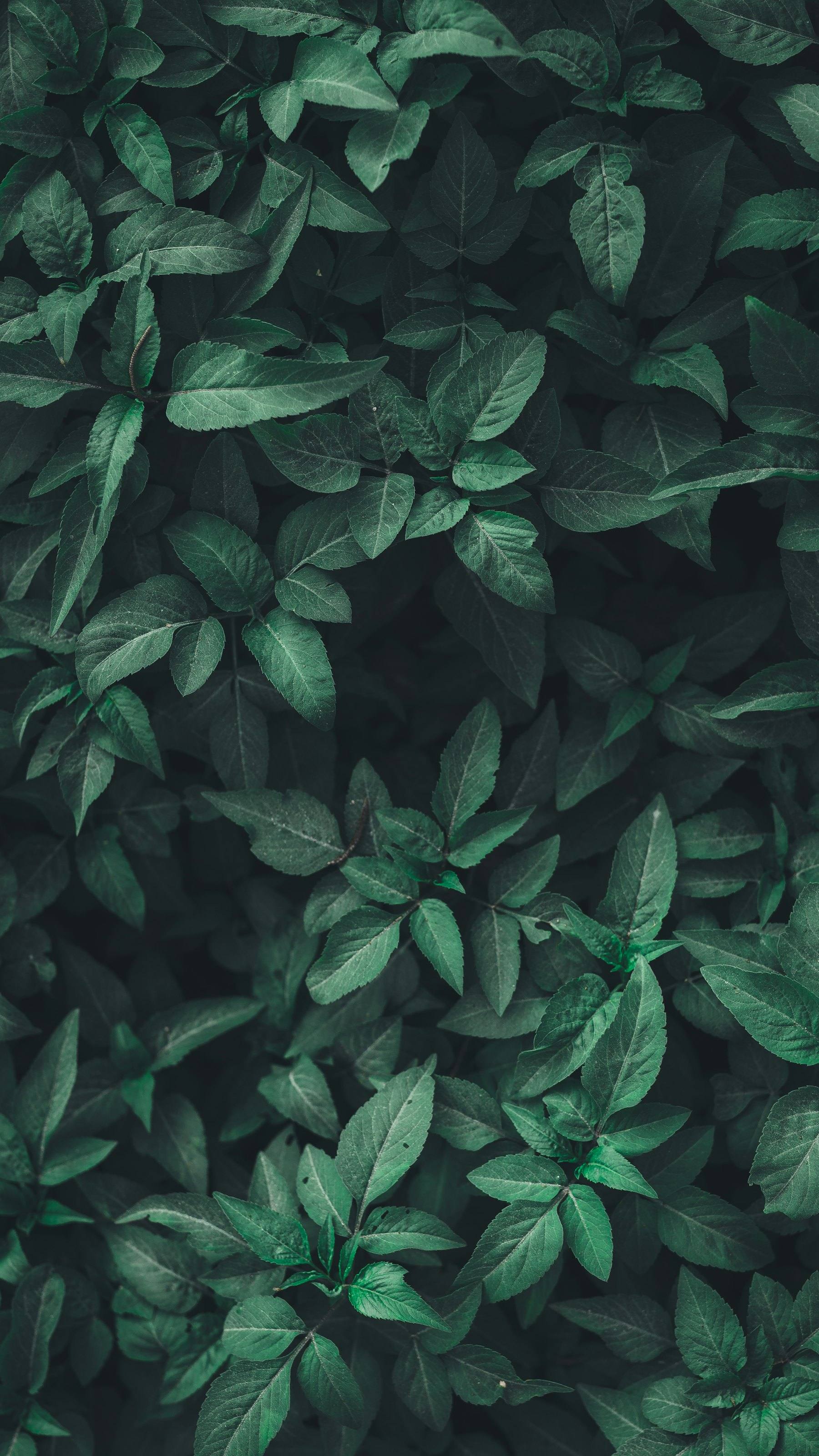 Folhas de cannabis em ambiente controlado